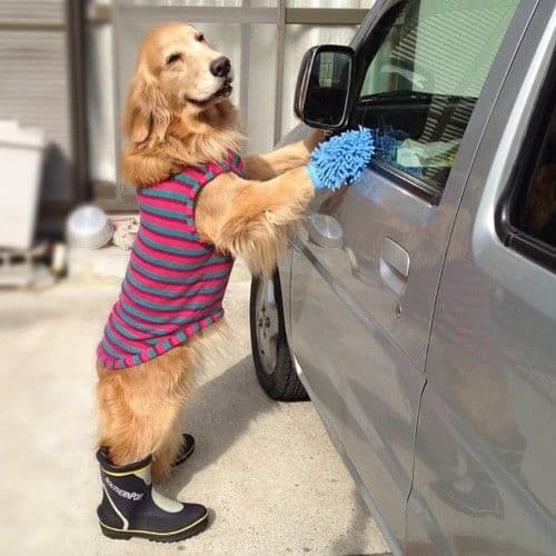 Finding Joy in the Little Things: The Satisfaction of a Freshly Detailed Car