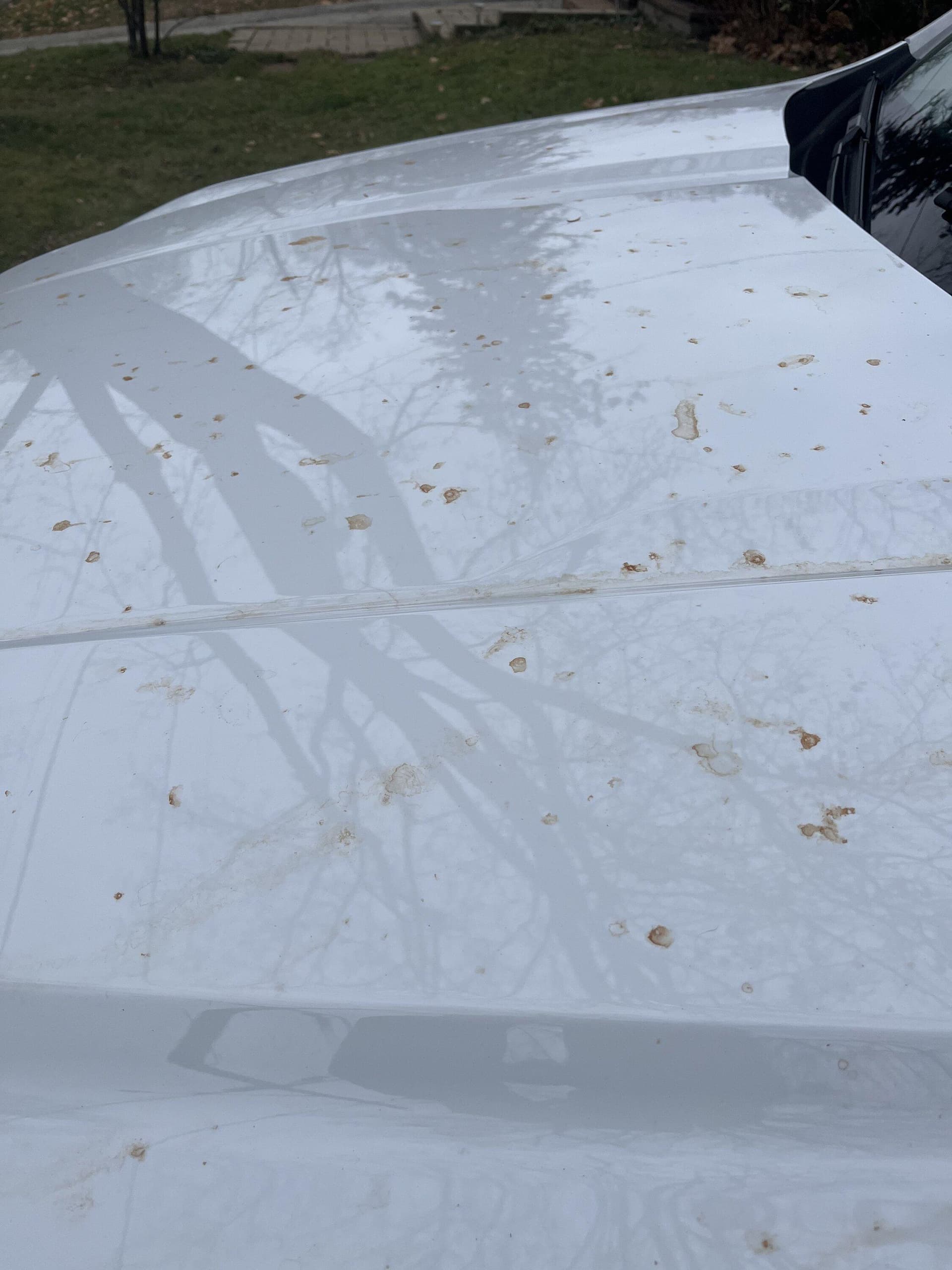 Before/after image of leaf staining on vehicle paint